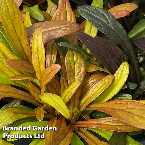 Ajuga Feathered Friends Trio 5 Ajuga Feathered Friends Trio - Image 4