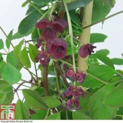 Akebia Quinata -Perfect Greenery AKEB T80255 A
