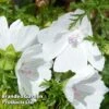 Malva Moschata 'Alba' -Perfect Greenery ALBA KA5847 A