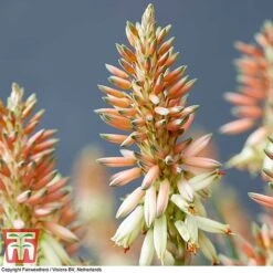 Aloe 'Safari Sunrise' 19 Aloe 'Safari Sunrise' -Perfect Greenery ALOE KB4736 B