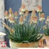 Aloe 'Safari Sunrise' -Perfect Greenery ALOE KB4736 C