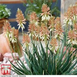 Aloe 'Safari Sunrise' 20 Aloe 'Safari Sunrise' -Perfect Greenery ALOE KB4736 D
