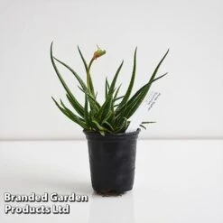 Aloe 'Safari Sunrise' 15 Aloe 'Safari Sunrise' -Perfect Greenery ALOE SAFARI9CM T44653