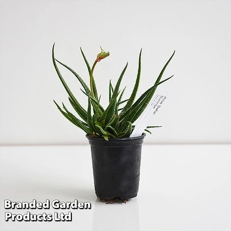 Aloe 'Safari Sunrise' 6 Aloe 'Safari Sunrise' - Image 4