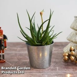 Aloe 'Safari Sunrise' 16 Aloe 'Safari Sunrise' -Perfect Greenery ALOE SAFARISUN T44655