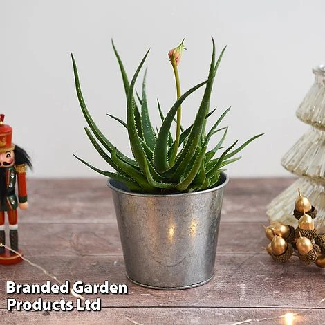 Aloe 'Safari Sunrise' 7 Aloe 'Safari Sunrise' - Image 5