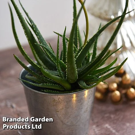 Aloe 'Safari Sunrise' 9 Aloe 'Safari Sunrise' - Image 7