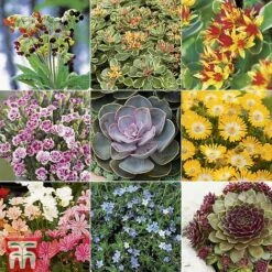 Nurserymans Choice Alpine Mix -Perfect Greenery ALPI TKA2334P A