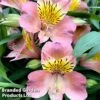 Alstroemeria 'Summer Break' -Perfect Greenery ALSTRO SUMMER BREAK1