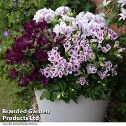 Alstroemeria Inticancha 'Purple Passion Collection' -Perfect Greenery ALST PURPLEPAS T44371