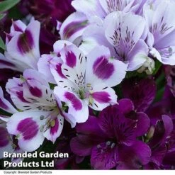 Alstroemeria Inticancha 'Purple Passion Collection' -Perfect Greenery ALST PURPLEPAS T44378