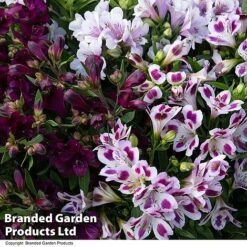 Alstroemeria Inticancha 'Purple Passion Collection' -Perfect Greenery ALST PURPLEPAS T44381
