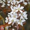 Amelanchier Lamarckii -Perfect Greenery AMEL T58264 A