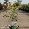 Amelanchier 'Ballerina' -Perfect Greenery AMEL BALLERI5L S45246
