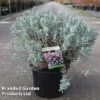 Andromeda Polifolia 'Blue Lagoon' -Perfect Greenery ANDR BLUELAGOO S45248