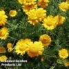 Anthemis Sancti-johannis -Perfect Greenery ANTH KA4645 A