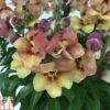 Antirrhinum 'Bronze Apricot' -Perfect Greenery ANTI TKA0717 A
