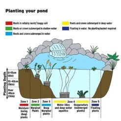 Callitriche Stagnalis (Oxygenating Aquatic) 5 Callitriche Stagnalis (Oxygenating Aquatic) -Perfect Greenery AQUATIC IMAGE B h 35