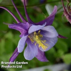 Aquilegia ‘Earlybird™ Purple Blue’ -Perfect Greenery AQUI EARLYPURP S40383