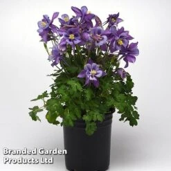 Aquilegia ‘Earlybird™ Purple Blue’ -Perfect Greenery AQUI EARLYPURP S40385