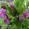 Arabis Caucasica 'Rosea' -Perfect Greenery ARAB 63868 A