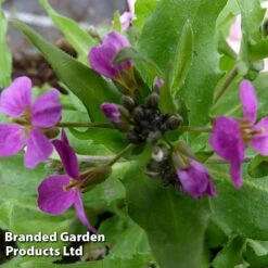 Arabis Caucasica 'Rosea'