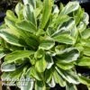 Arabis Ferdinandi-coburgi 'Old Gold' -Perfect Greenery ARAB 63872 A