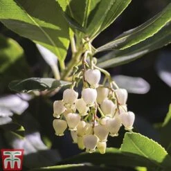 Arbutus Unedo 'Compacta' -Perfect Greenery ARBU T13932 A1