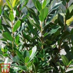 Arbutus Unedo 'Compacta' -Perfect Greenery ARBU T13932 C1