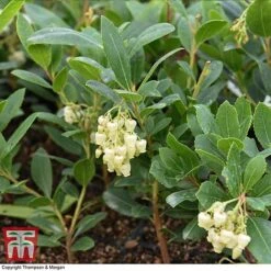 Arbutus Unedo 'Compacta' -Perfect Greenery ARBU T28586 A1