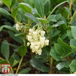 Arbutus Unedo 'Compacta' -Perfect Greenery ARBU T28587 A1