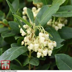 Arbutus Unedo 'Compacta' -Perfect Greenery ARBU T28588 A1
