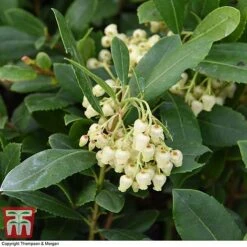Arbutus Unedo 'Compacta' -Perfect Greenery ARBU T28589 A1