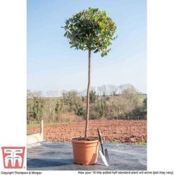 Arbutus Unedo -Perfect Greenery ARBU T58130 L