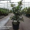 Arbutus Unedo 'Atlantic' -Perfect Greenery ARBU ATLANTIC S45251