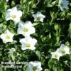 Arenaria Montana -Perfect Greenery AREN 63874 A