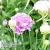 Armeria 'Ballerina Lilac' 2 Armeria 'Ballerina Lilac' -Perfect Greenery ARME KA4697 A