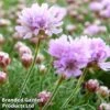 Armeria Caespitosa -Perfect Greenery ARME KC9074 A