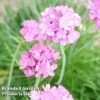 Armeria Maritima -Perfect Greenery ARME MARITSPLE S03431