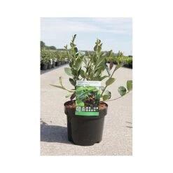 Aronia X Prunifolia 'Autumn Magic' -Perfect Greenery ARON T66054 A h