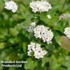 Aronia Melanocarpa 'Professor Ed' -Perfect Greenery ARON MELANOCAR L30259