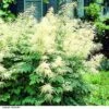 Aruncus Dioicus 1 Aruncus Dioicus -Perfect Greenery ARUN DIOICUS H63837
