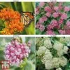 Asclepias Collection -Perfect Greenery ASCL KB1785 A1