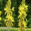 Asphodeline 'Yellow Candle' -Perfect Greenery ASPH YELLCANDL L44921