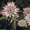 Astrantia Major -Perfect Greenery AST7900 A h