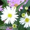 Aster Novi-belgii 'Benary's Composition' -Perfect Greenery ASTE BENARYS1