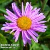 Aster Alpinus 'Happy End' -Perfect Greenery ASTE HAPPYEND1
