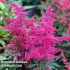 Astilbe 'Astary Rose' -Perfect Greenery ASTI KC9150 A