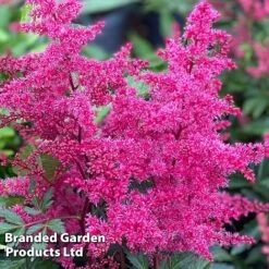Astilbe 'Astary Rose' -Perfect Greenery ASTI KC9150 B