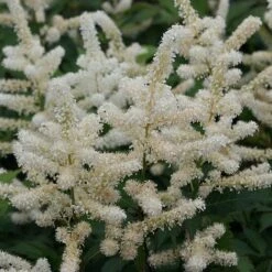 Astilbe Japonica 'Washington'